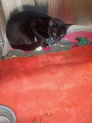 Shelter Stray Male Cat last seen Near WOODLAND AVE NE, Atlanta, GA, 1251 Fulton Industrial Blvd NW, Atlanta, GA 30336, USA