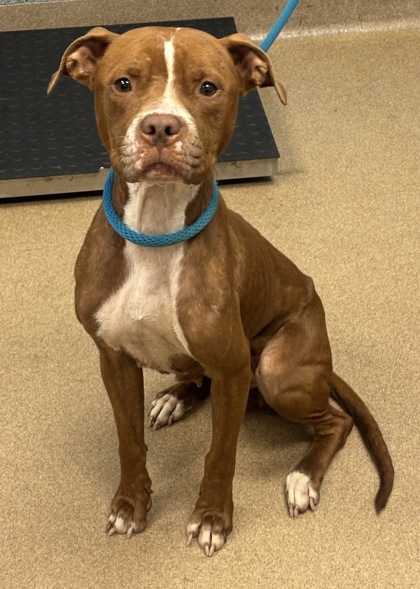 Shelter Stray Female Dog last seen , 30032, GA, 3280 Chamblee Dunwoody Rd, Chamblee, GA 30341, USA