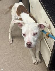 Shelter Stray Female Dog last seen , 30032, GA, 3280 Chamblee Dunwoody Rd, Chamblee, GA 30341, USA