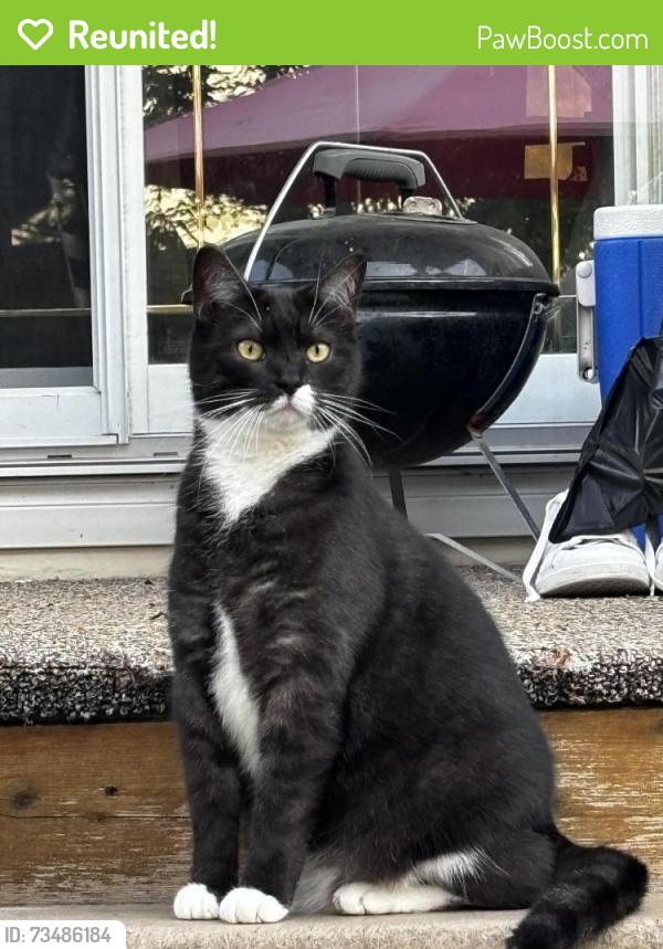 Reunited Male Cat last seen Jupiter, Mercier, QC J6R 2C8