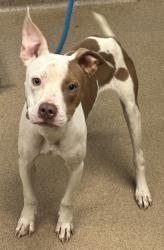 Shelter Stray Male Dog last seen , 30032, GA, 3280 Chamblee Dunwoody Rd, Chamblee, GA 30341, USA
