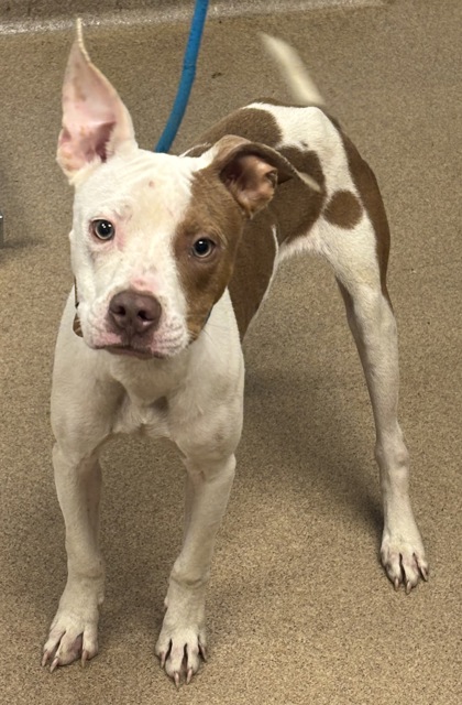 Shelter Stray Male Dog last seen , 30032, GA, 3280 Chamblee Dunwoody Rd, Chamblee, GA 30341, USA
