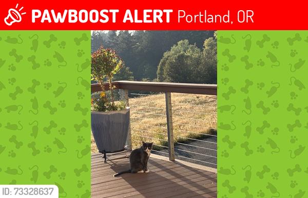 Lost Female Cat last seen Dickinson Park, Portland, OR 97219