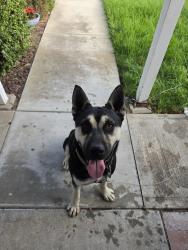 Found/Stray Male Dog last seen Carmen Drive, Camarillo, CA 93010