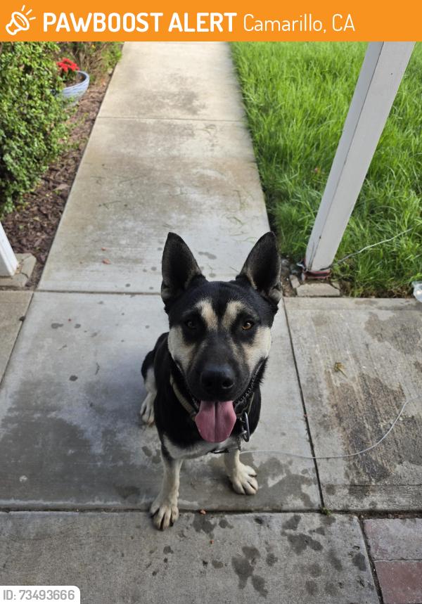 Found/Stray Male Dog last seen Carmen Drive, Camarillo, CA 93010