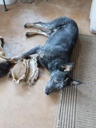 Reunited Male Dog last seen Weatherford, TX, USA, Weatherford, TX 76086