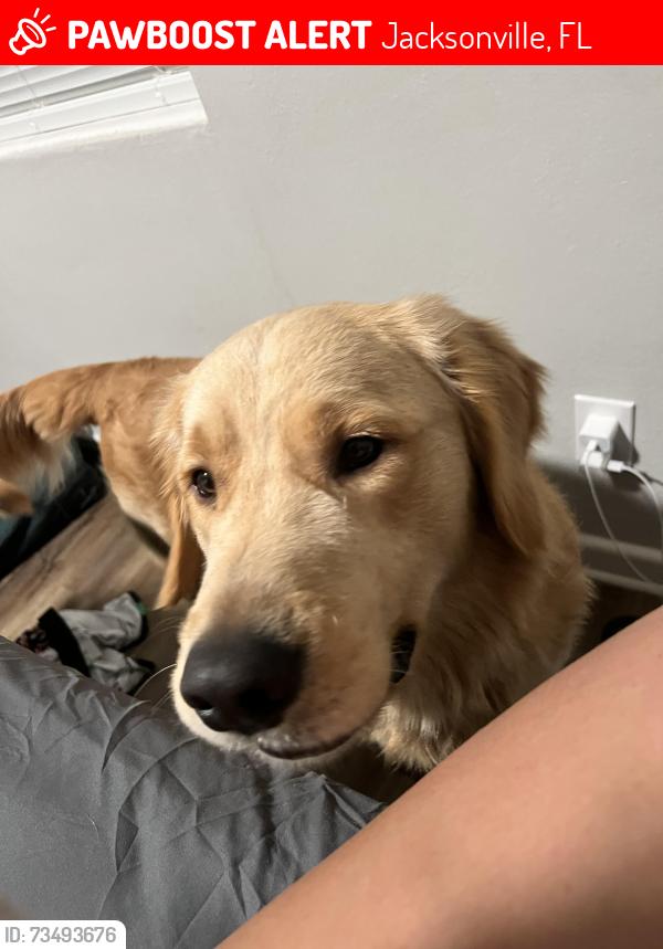 Lost Male Dog last seen Arlington, Jacksonville, FL 32211
