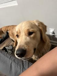 Lost Male Dog last seen Arlington, Jacksonville, FL 32211