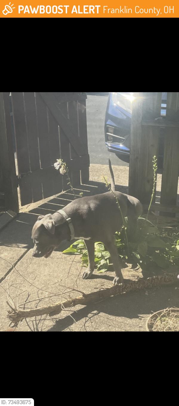 Found/Stray Male Dog last seen Noe Bixby and Majestic 43232, Franklin County, OH 43227