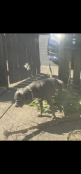 Found/Stray Male Dog last seen Noe Bixby and Majestic 43232, Franklin County, OH 43227