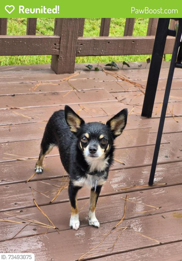 Reunited Male Dog last seen Jacobs creek circle near Beringer drive, Fayetteville, NC 28306