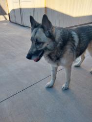 Reunited Female Dog last seen Near E Tropicana Ave Las Vegas, NV 89121 United States, Las Vegas, NV 89121