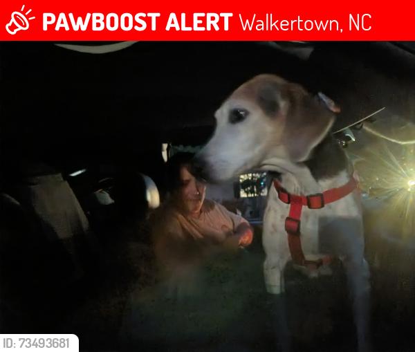 Lost Male Dog last seen cain forest Ben lane, Walkertown, NC 27051