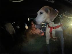 Lost Male Dog last seen cain forest Ben lane, Walkertown, NC 27051