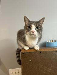 Reunited Male Cat last seen Teri Ter, East Lansing, MI 48823
