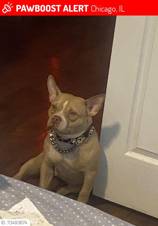 Lost Female Dog last seen Torrence , Jeffrey manor area, Chicago, IL 60617