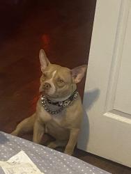 Lost Female Dog last seen Torrence , Jeffrey manor area, Chicago, IL 60617