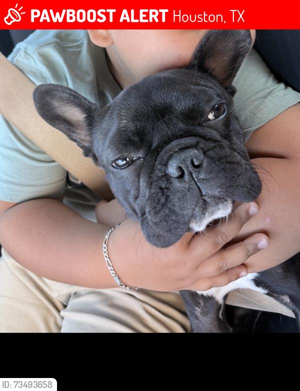 Lost Female Dog last seen Thorne heaven and woodcreeck, Houston, TX 77073