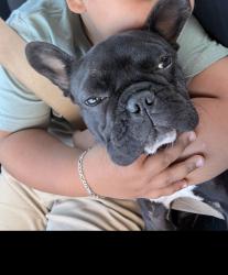 Lost Female Dog last seen Thorne heaven and woodcreeck, Houston, TX 77073