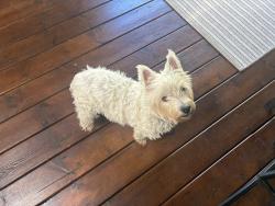Lost Female Dog last seen Chester, Pointe-Claire, QC H9R 2S5