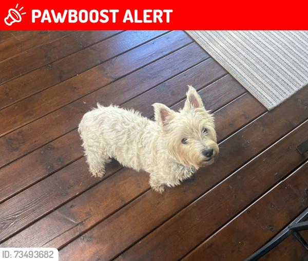 Lost Female Dog last seen Chester, Pointe-Claire, QC H9R 2S5