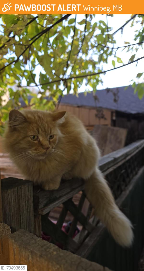 Found/Stray Male Cat last seen Manhattan St., Winnipeg, MB 