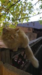Found/Stray Male Cat last seen Manhattan St., Winnipeg, MB 