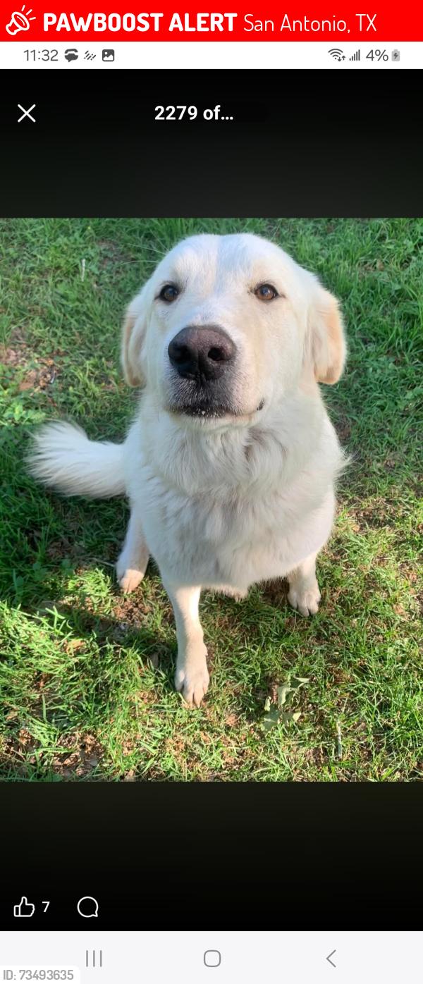 Lost Male Dog last seen Wahada street and nacogdoches, San Antonio, TX 78217
