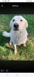 Lost Male Dog last seen Wahada street and nacogdoches, San Antonio, TX 78217