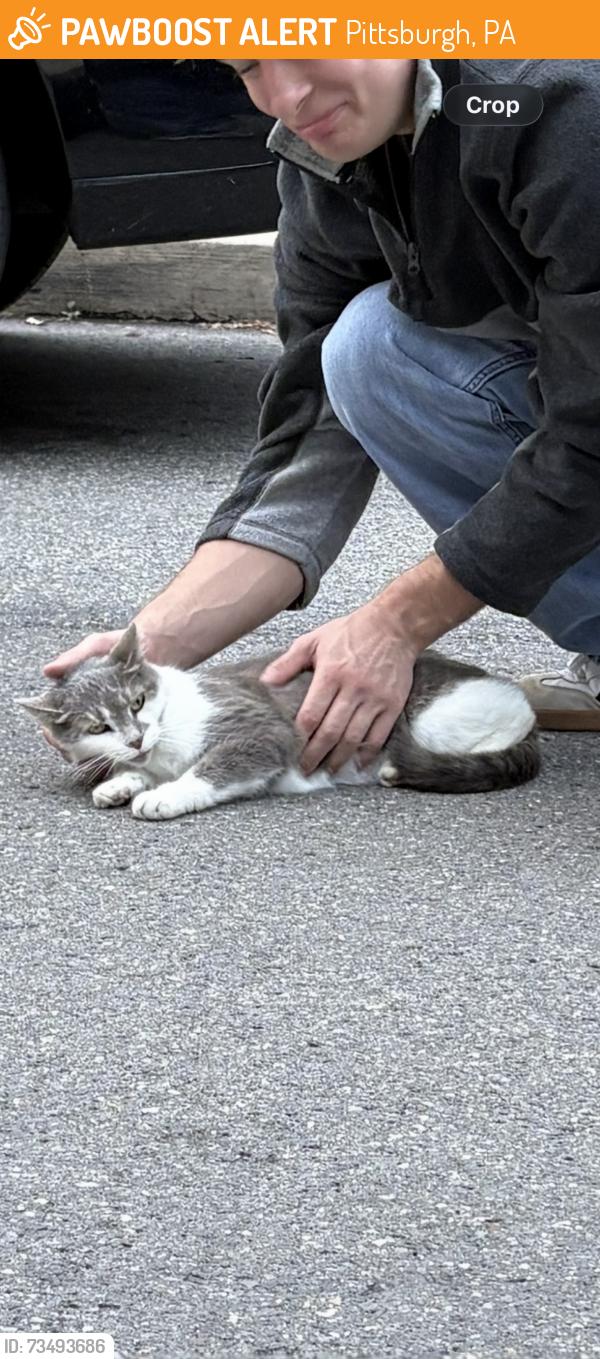 Found/Stray Unknown Cat last seen voelkel avenue, Pittsburgh, PA 15216