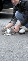 Found/Stray Unknown Cat last seen voelkel avenue, Pittsburgh, PA 15216
