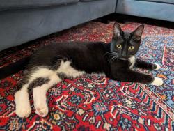 Reunited Male Cat last seen Davern and Watson, Saint Paul, MN 55116
