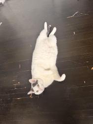 Reunited Female Cat last seen Kenwood Road, Blue Ash, OH 45236