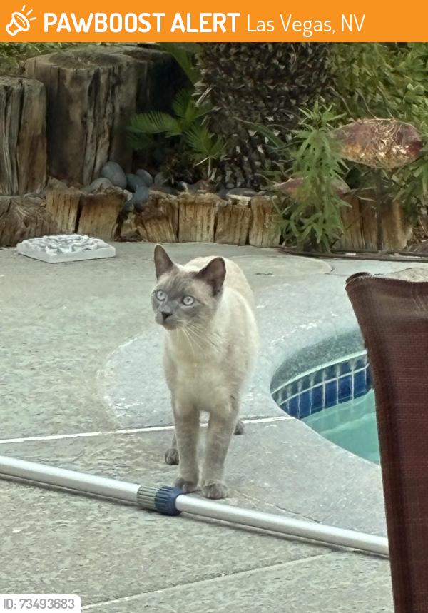 Found/Stray Unknown Cat last seen Cimmaron and Charleston, Las Vegas, NV 89145