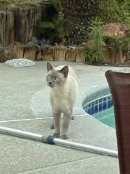 Found/Stray Unknown Cat last seen Cimmaron and Charleston, Las Vegas, NV 89145