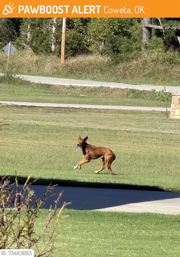 Found/Stray Unknown Dog last seen 101st east of 305th, Coweta, OK 74429