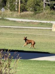 Found/Stray Unknown Dog last seen 101st east of 305th, Coweta, OK 74429