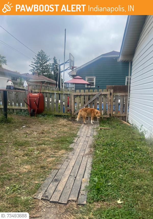 Found/Stray Male Dog last seen Keystone Ave, Indianapolis, IN 46203