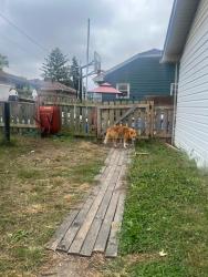 Found/Stray Male Dog last seen Keystone Ave, Indianapolis, IN 46203