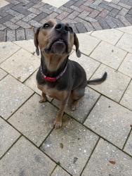 Reunited Male Dog last seen Lassing Park, St. Petersburg, FL 33705