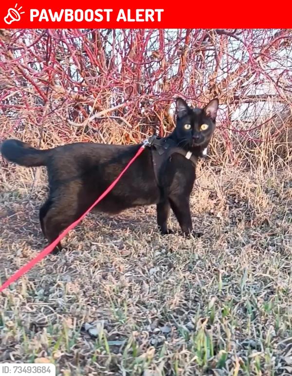 Lost Male Cat last seen Elk farm outside morinville, Sturgeon County, AB T8R 2G6