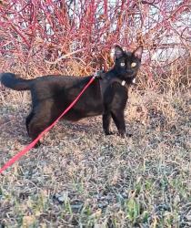 Lost Male Cat last seen Elk farm outside morinville, Sturgeon County, AB T8R 2G6