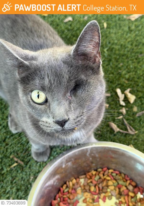 Found/Stray Unknown Cat last seen Hwy 30 and Bird Pond, College Station, TX 77802