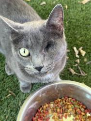 Found/Stray Unknown Cat last seen Hwy 30 and Bird Pond, College Station, TX 77802