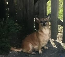 Reunited Female Dog last seen Forrest Park Dr, New Bern, NC 28562