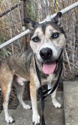 Reunited Male Dog last seen Kemper Street near Elm Street/Isabel, Los Angeles, CA 90065
