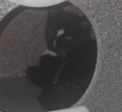 Shelter Stray Male Cat last seen Near Florence Street, Imperial Beach, CA, 91932, 5500 Gaines St, San Diego, CA 92110, USA