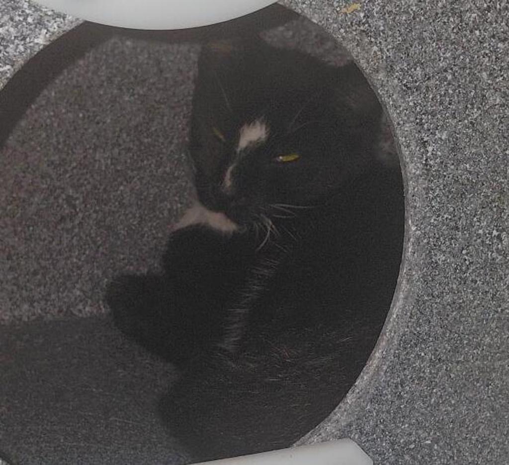 Shelter Stray Male Cat last seen Near Florence Street, Imperial Beach, CA, 91932, 5500 Gaines St, San Diego, CA 92110, USA