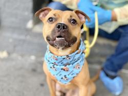 Shelter Stray Male Dog last seen Webster Avenue, BRONX, NY, 10458, 326 E 110th St, New York, NY 10029, USA