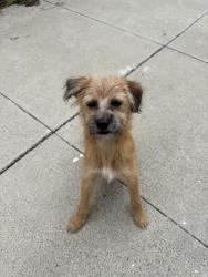 Found/Stray Female Dog last seen Brighton and 76th in South Los Angeles, Los Angeles, CA 90062